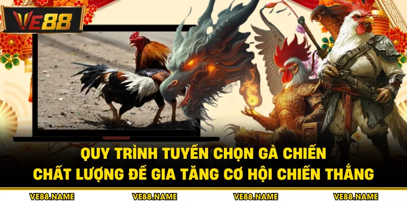 Quy trình tuyển chọn gà chiến chất lượng để gia tăng cơ hội chiến thắng